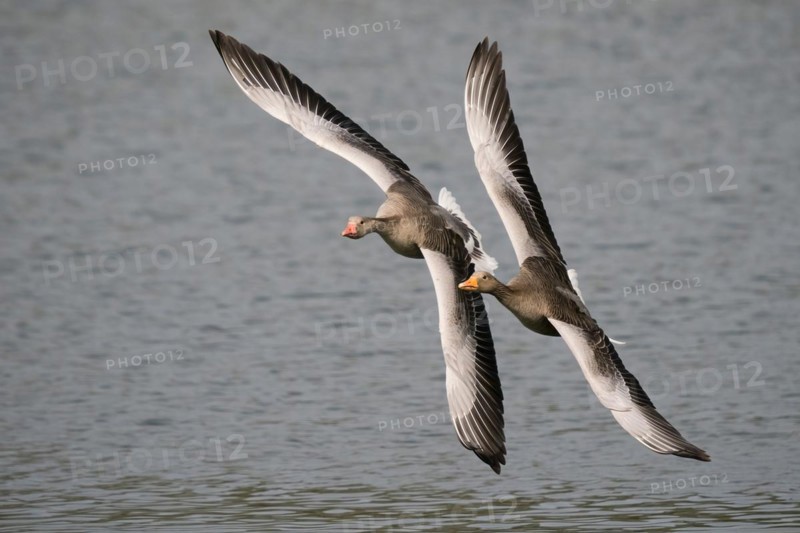 Two greylag geese (Anser anser) in flight over calm waters, with wings spread and synchronised pose, Hesse, Germany, Europe