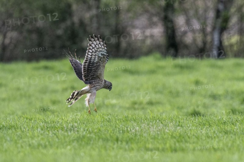 Hen harrier (Circus cyaneus), Emsland, Lower Saxony, Germany, Europe