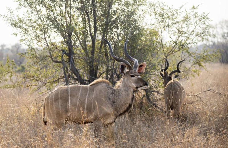 Greater Kudu (Tragelaphus strepsiceros) in dry grass, two adult males, Kruger National Park, South Africa, Africa