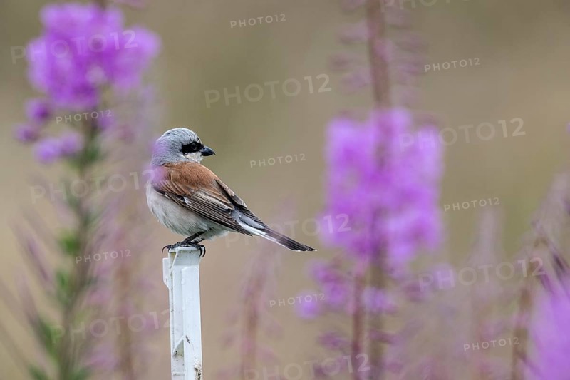 Red-backed shrike (Lanius collurio), Emsland, Lower Saxony, Germany, Europe