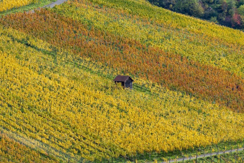 Vineyards in autumn, Rotenberg, Stuttgart, Baden-Württemberg, Germany, Europe