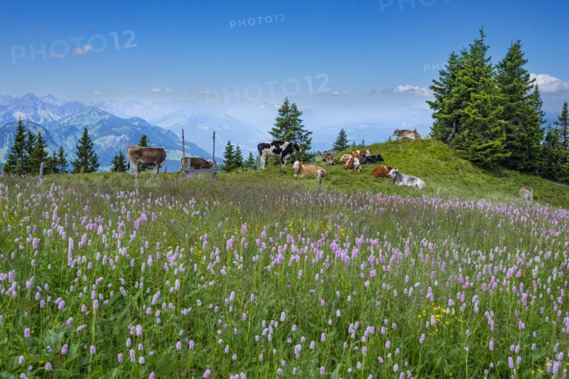 Snake knotweed (Bistorta officinalis), at Wertacher Hörnle, 1695m, behind it the Grünten, 1783m, Oberallgäu, Bavaria, Germany, Europe