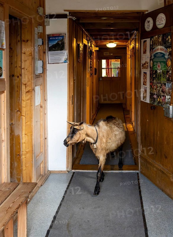 Goat in the corridor in the mountain hut Greizer Hütte, funny, Berliner Höhenweg, Zillertal Alps, Tyrol, Austria, Europe