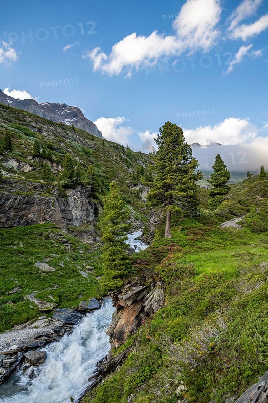 Mountain landscape with alpine roses and mountain stream Zemmbach, Berliner Höhenweg, Zillertal Alps, Tyrol, Austria, Europe