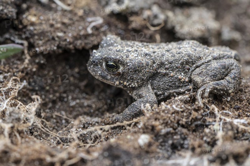 Natterjack toad (Bufo calamita), Emsland, Lower Saxony, Germany, Europe