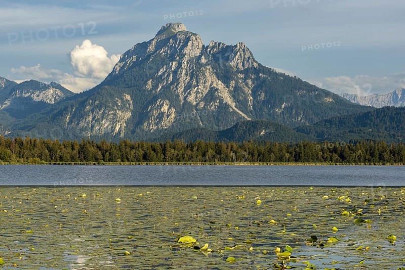 Lake Hopfensee, lakeshore with numerous water lilies, behind it the Säuling, Ammergau Alps, near Füssen, Ostallgäu, Allgäu, Upper Swabia, Swabia, Bavaria, Germany, Europe