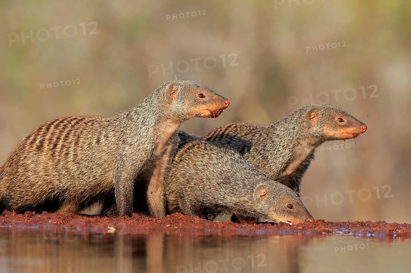 Zebra mongoose (Mungos mungo), adult, group, at the water, drinking, Kruger National Park, Kruger National Park, Kruger National Park South Africa