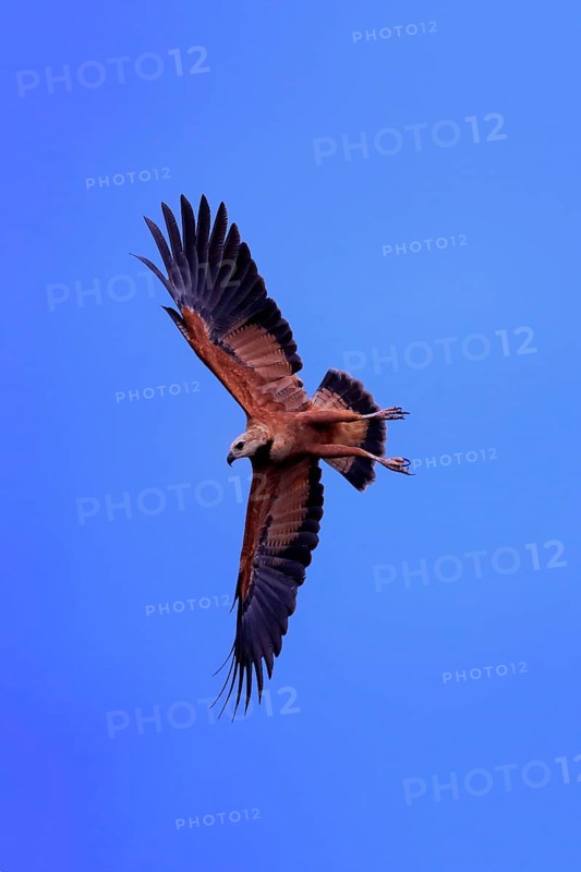 Fish hawk (Busarellus nigricollis), adult flying, hunting, on the hunt, Pantanal, Mato Grosso, Brazil, South America