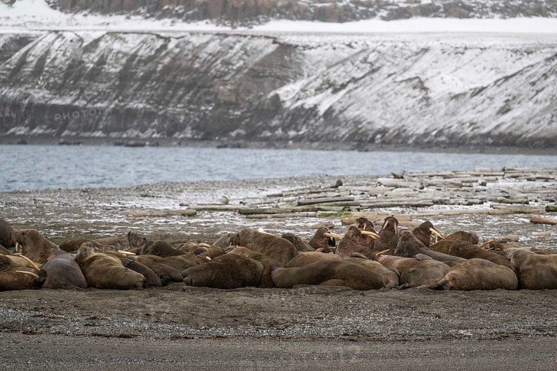Walrus (Odobenus rosmarus), walrus, wintery headland Ardneset, Svalbard and Jan Mayen archipelago, Norway, Europe