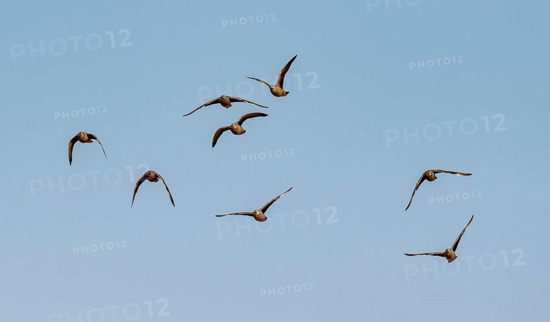Burchell's sandgrouse (Pterocles burchelli), group in flight, Etosha National Park, Namibia, Africa