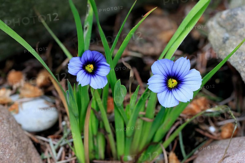 Blue rush lily (Sisyrinchium angustifolium), flower, blooming, at a pond, Germany, Europe