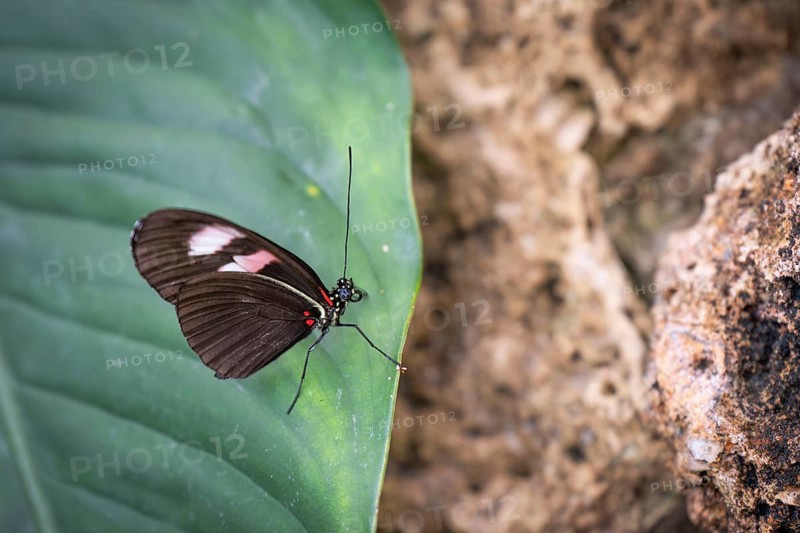 Butterfly on large green leaf, Butterfly House, Botanical Garden or Botanisk Have, University of Copenhagen, Denmark, Europe