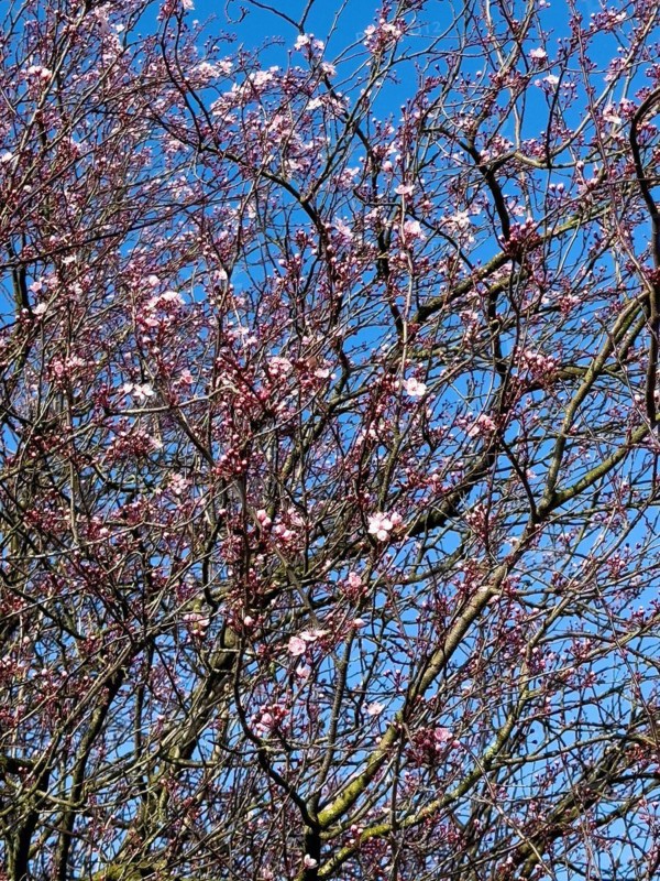 Large tree-like shrub myrobolane (Prunus cerasifera) Blood plum Nigra sprouts tosa blossoms at the beginning of spring, behind it Blue sky, Germany, Europe