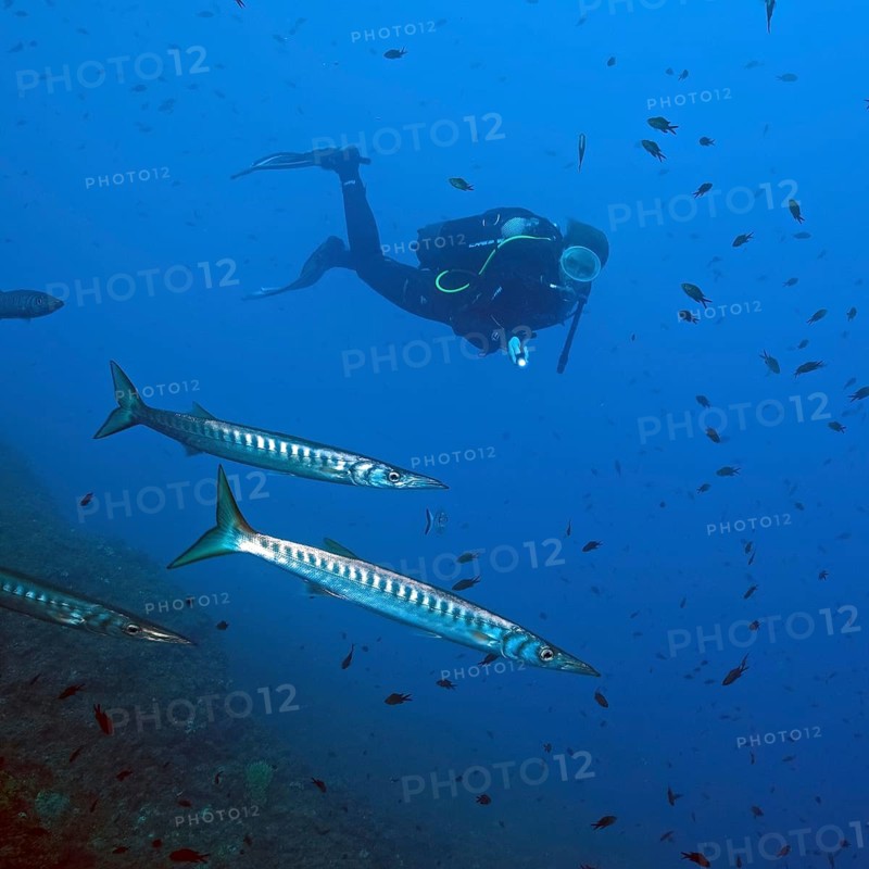 Diver looking up at a small group of European barracuda (Sphyraena sphyraena) swimming behind a shoal of barracudas, Mediterranean Sea, Majorca, Spain, Europe