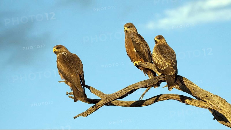 Shag Kite, three individuals, perched, (Elanus caerulescens) on perch Kalahari, South Africa, Africa