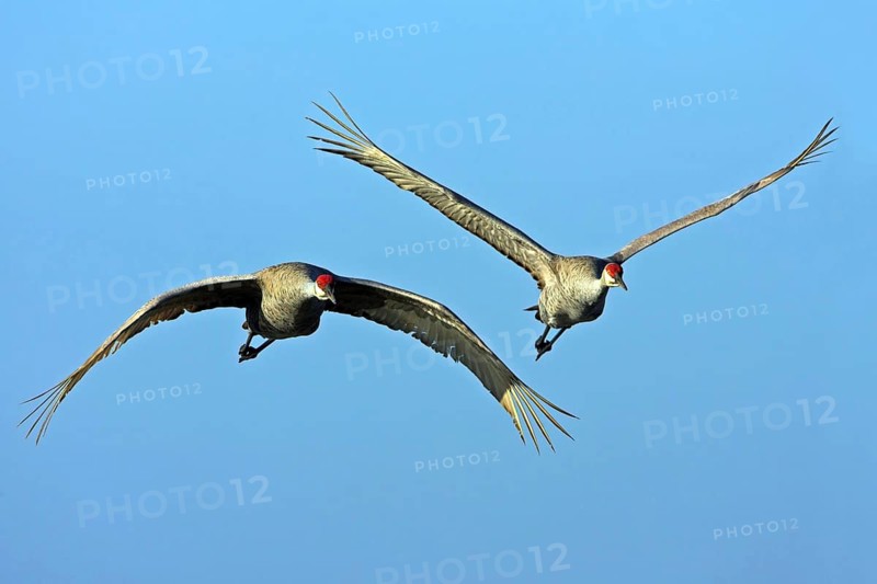 Canada crane, (Grus canadensi), Joe Overstreet Landing, Osceola County, Florida, USA, North America