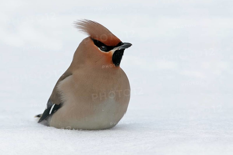 Bohemian waxwing (Bombycilla garrulus), Yes, Bad Dürkheim district, Rhineland-Palatinate, Federal Republic of Germany