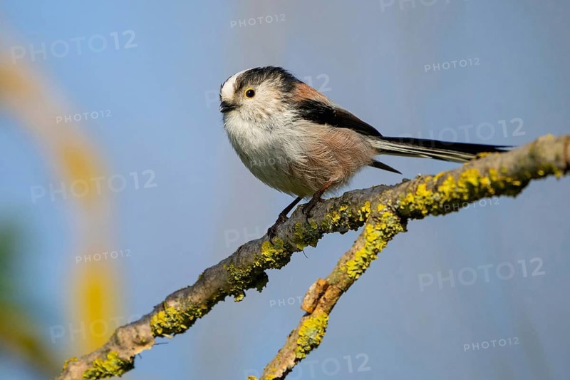 Bearded reedling (Panurus biarmicus), Offstein sewage ponds, Neuhofen, Rhineland-Palatinate, Federal Republic of Germany