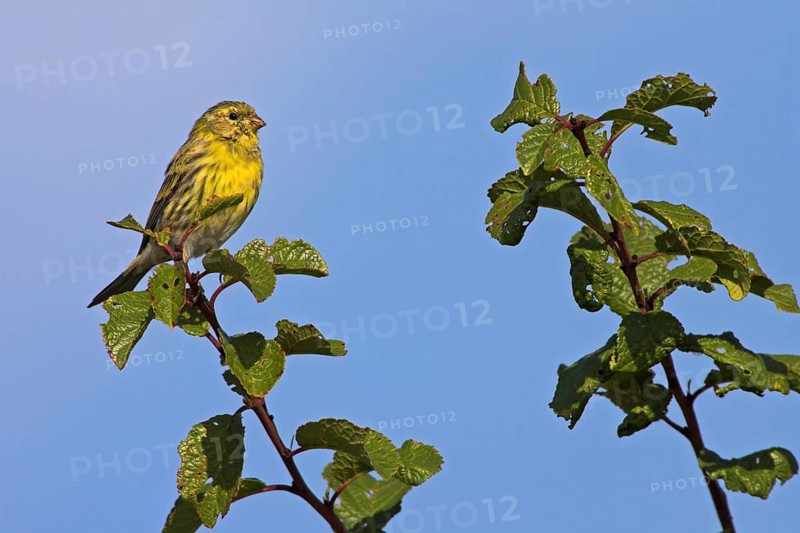 Serinus serinus on a perch, songbird, Bad Dürkheim district, Rhineland-Palatinate, Federal Republic of Germany