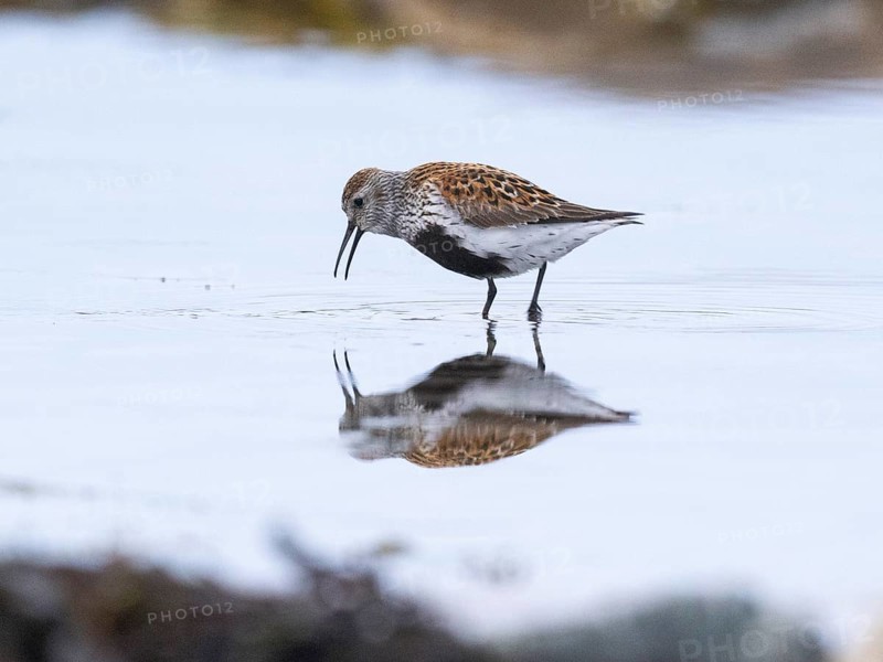 Dunlin (Calidris alpina) adult, calling from a rock pool, at low tide, at midnight, May, Varangerfjord, Finnmark, Norway, Europe