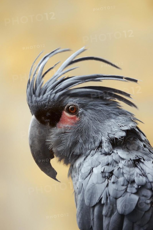 Palm cockatoo (Probosciger aterrimus), portrait, captive, occurring in Australia and New Guinea