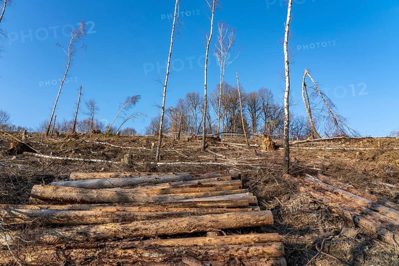 Cleared forest area north of the village of Hirschberg, Soest district, dead spruce stands were felled, dead trees due to bark beetle infestation, Arnsberg Forest, North Rhine-Westphalia, Germany, Europe