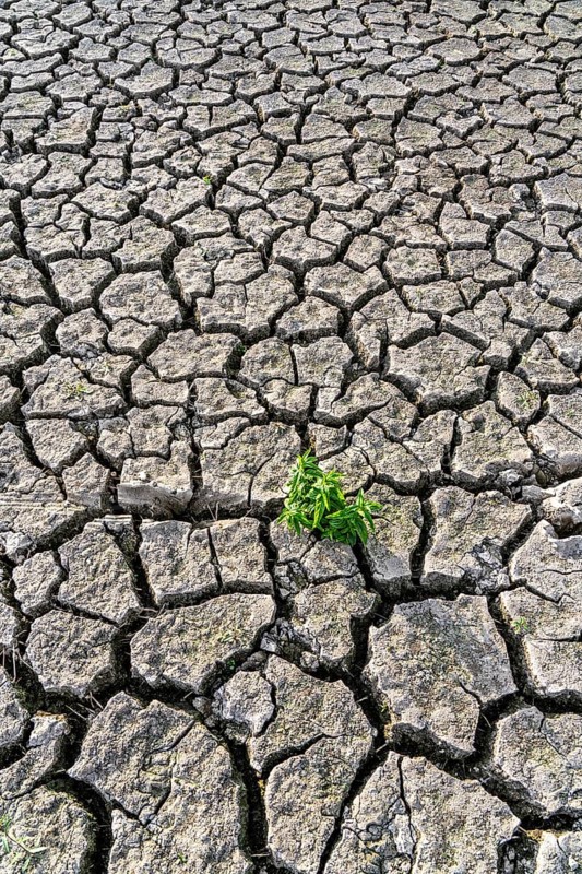 Dry soil, cracked, only a few weeds growing out of the ground, dried-up riverbed, in a side arm of the Rhine, near Duisburg