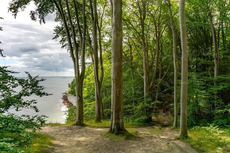 The Hochuferwanderweg from Baabe via Sellin to Binz, through dense beech forest, along the cliffs, with many views of the Baltic Sea, here the section shortly after Sellin on the way to Binz, Mecklenburg-Vorpommern, Germany, Europe