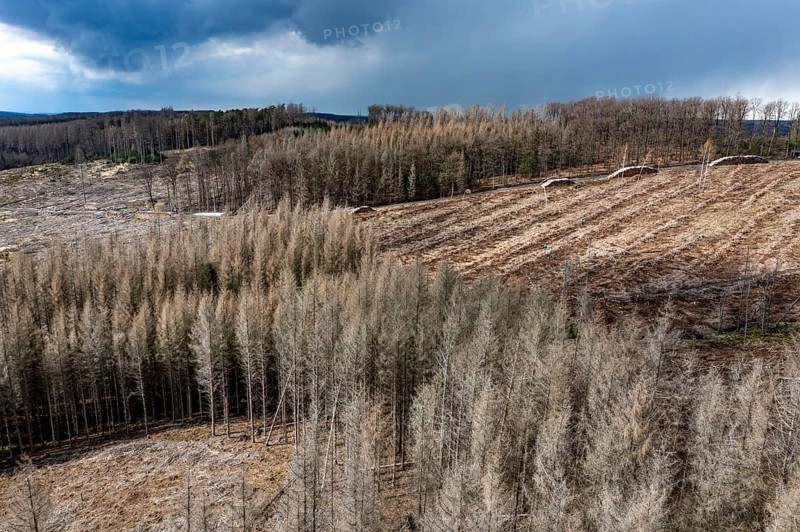 Area in the Arnsberg Forest near Warstein-Sichtigvor, Soest district, over 5000 young trees were replanted there for reforestation Site of a spruce forest that had died and was felled due to heavy bark beetle infestation, North Rhine-Westphalia, Germany, Europe