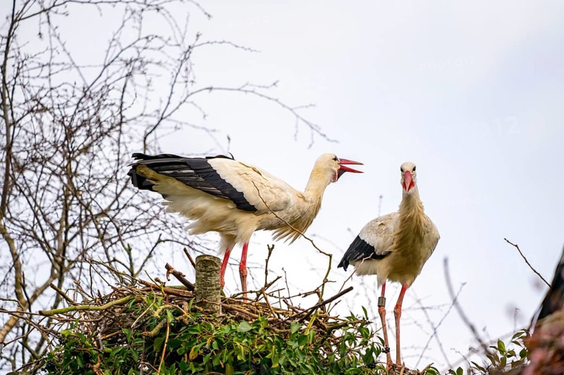 White storks, in the stork care centre Wesermarsch, near Berne, on the river Berne, up to 50 pairs of storks hatched their offspring here, many injured, handicapped storks live here all year round in care, Berne, Lower Saxony, Germany, Europe
