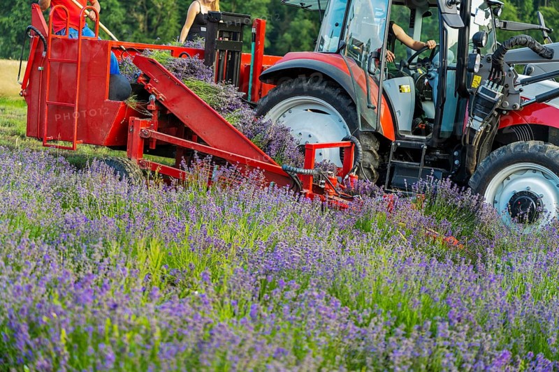 Harvesting lavender in the field