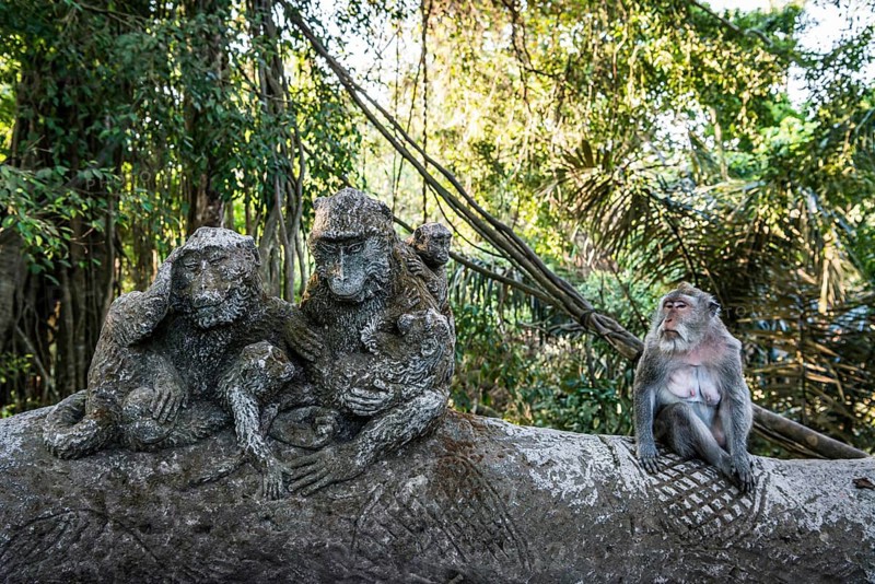 Macaque (Macaca), monkey, monkey, animal, macaque, wildlife, nature, wild, mammal, fauna, sculpture, looks, looking, looking at, looking, eating, pretty, jungle, fur, face, attentive, travel, holiday, tourism, park, asian, cheeky, attraction, Sacred monkey forest, Ubud, Bali, Indonesia, Asia
