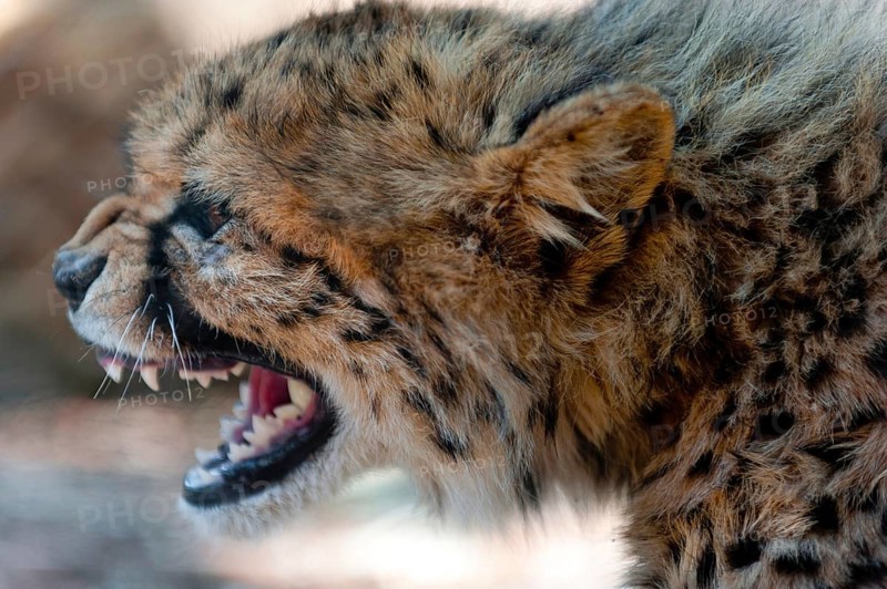 A 6-month-old cheetah (Acinonyx jubatus), young animal, predator, big cat, mimic, aggressive, threatening, threatening, attack, danger, dangerous, Namibia, Africa