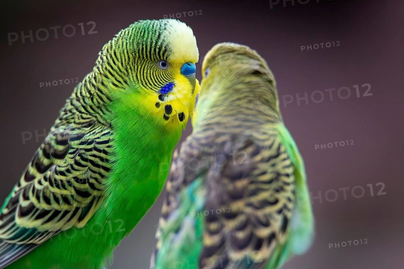 Close-up of two budgies that obviously like each other