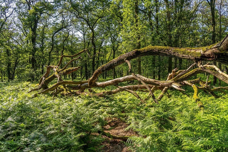 Diersfordter Wald, north of Wesel, nature park with oak and beech forests, glacial sand dunes, heathland, moorland, oak and beech forest with large ferns, North Rhine-Westphalia, Germany, Europe