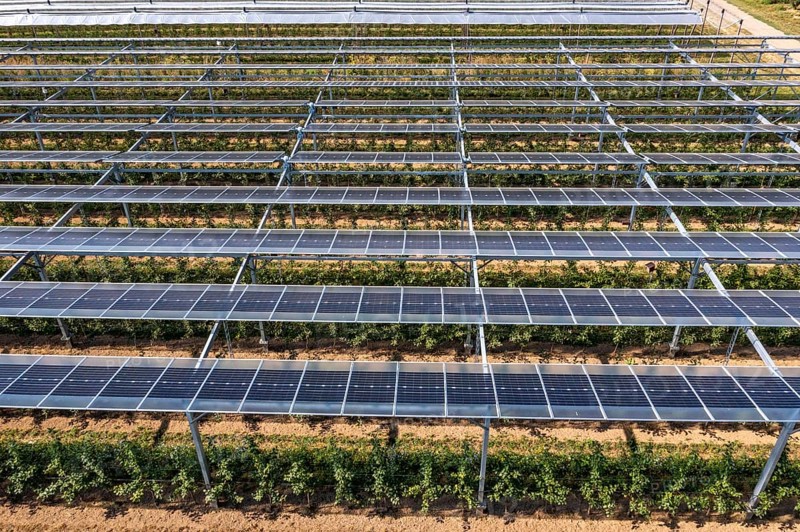 Agri-photovoltaic test plant, an apple orchard with two different systems of PV modules was roofed over 3000 square metres, rain and sunlight comes through, at the same time protection against hail and heavy rain, next to it are the same trees but without a solar roof, as a comparison object, how the PV roof affects the trees and harvest, the field test is accompanied by the Fraunhofer Institute for Solar Energy Systems ISE, in Grafschaft-Gelsdorf, Rhineland-Palatinate, Germany, Europe