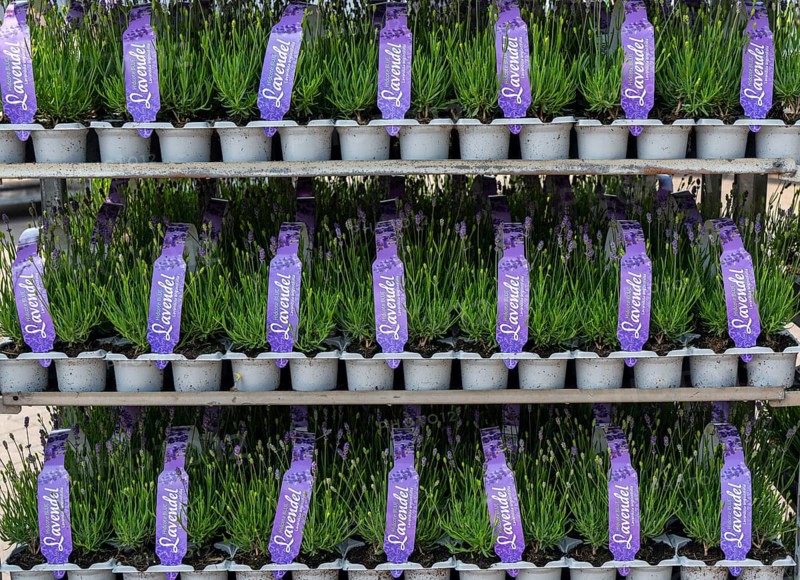 Horticultural company, lavender plants, in flower pots, outdoors, are packed for transport to the customer, North Rhine-Westphalia, Germany, Europe