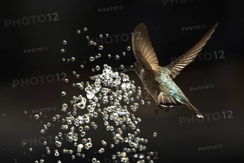 Anna's hummingbird (calypte anna) enjoying the water fountain drops
