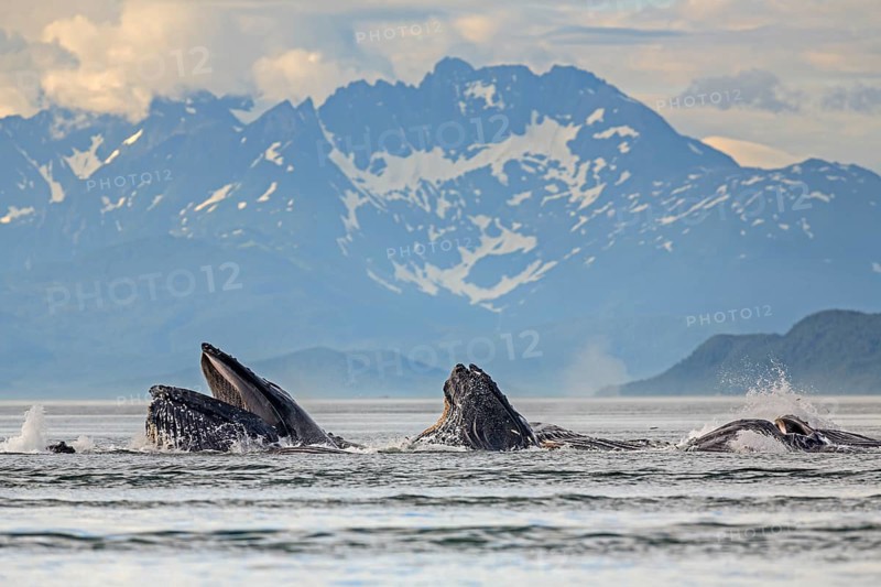 Humpback whales (Megaptera novaeangliae), in the sea off mountains, feeding, midday light, Southeast Alaska, Alaska, USA, North America