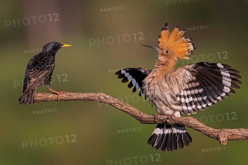 Hoopoe (Upupa epops) Bird of the Year 2022, courtship display, female defending perch against starling, raised bonnet, wings spreading, defensive posture. Sunrise, portrait, Middle Elbe Biosphere Reserve, Saxony-Anhalt, Germany, Europe