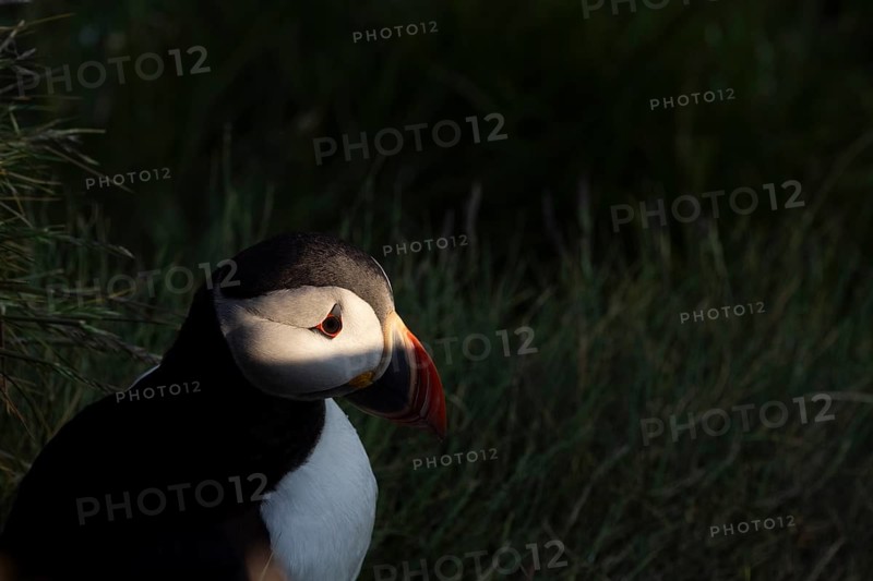 Puffin (Fratercula arctica), sitting in the spotlight, Runde Island, Møre og Romsdal, Norway, Europe