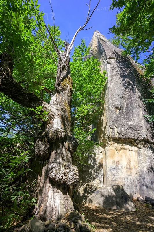 Tree with large growth in the Chambre du Roi, Grés d'Annot sandstone labyrinth walk, Alpes-de-Haute-Provence, France, Europe