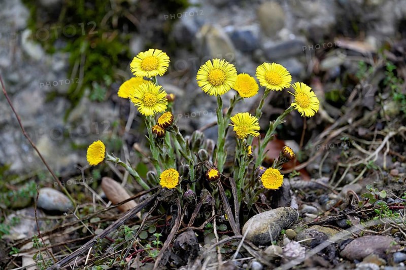 Coltsfoot (Tussilago farfara), flowering, Switzerland, Europe