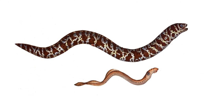 Fish, fishes, top: Gymnothorax catenatus, der Kettenfisch, the chain-fish. bottom: Petromyzon argenteus, Silberneunauge, the Silver-Lamprey, Historic, digitally restored reproduction from a 19th century original, Record date not stated