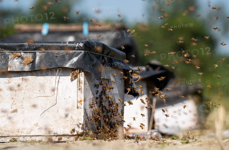 Beekeeper places beeive boxe in a honey production unit near a mustard field on December 17, 2024 in Barpeta, India.