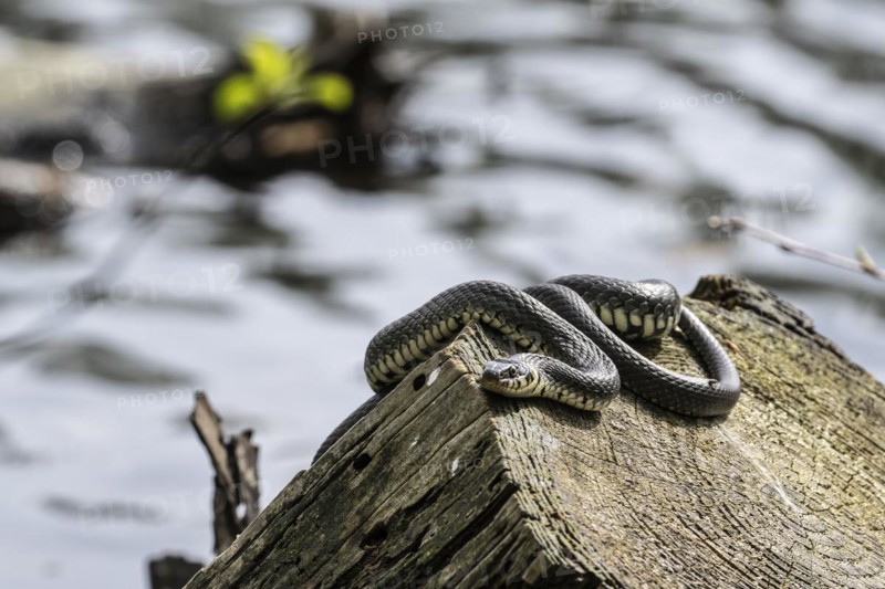 Grass snake (Natrix natrix), Emsland, Lower Saxony, Germany, Europe