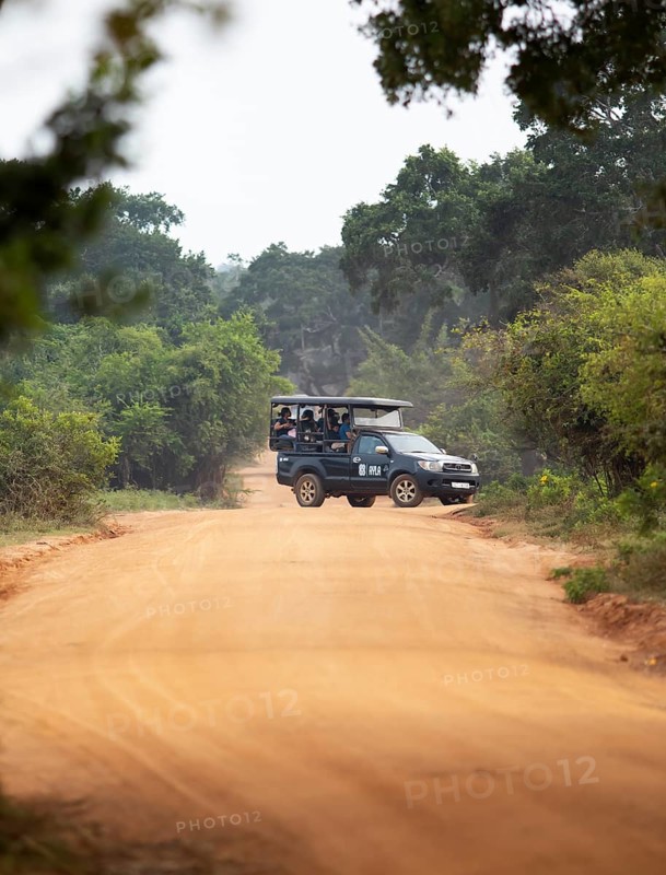 Safari jeep on a sandy track in Yala Natioal Park, Southern Province, Sri Lanka, Asia