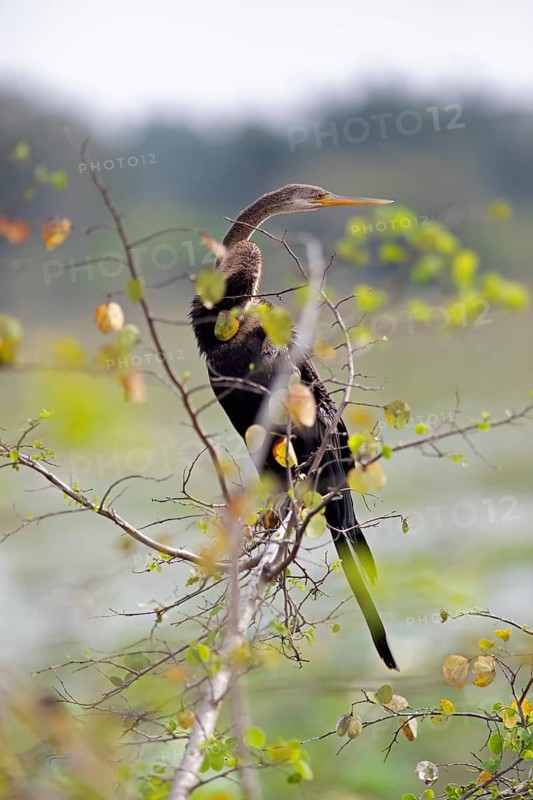 Darter (Anhingidae) on a branch in Yala Natioal Park, Southern Province, Sri Lanka, Asia