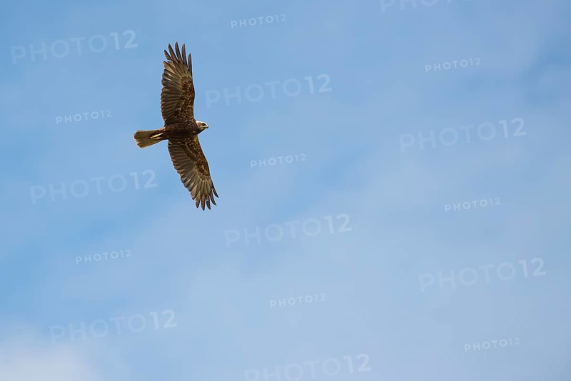 Marsh harrier (Circus aeruginosus), flying female, Langeoog Island, Germany, Europe