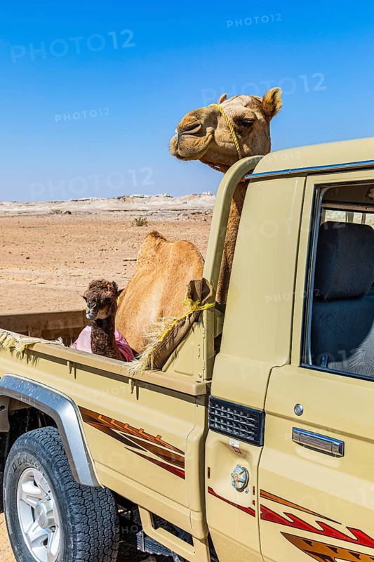 Camel (Camelidae) with young animal being transported on a Toyota pickup, Huqf stone desert, Arabian Peninsula, Sultanate of Oman